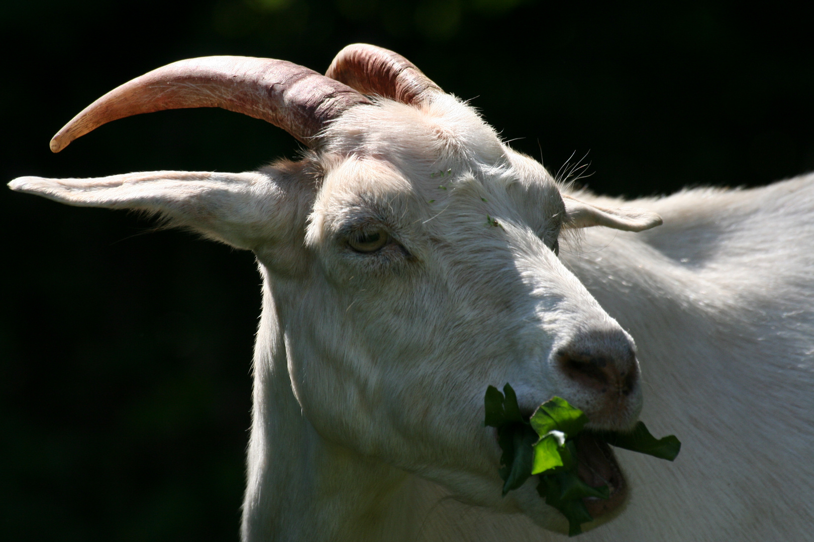 Ziegenbock an Blattgemüse