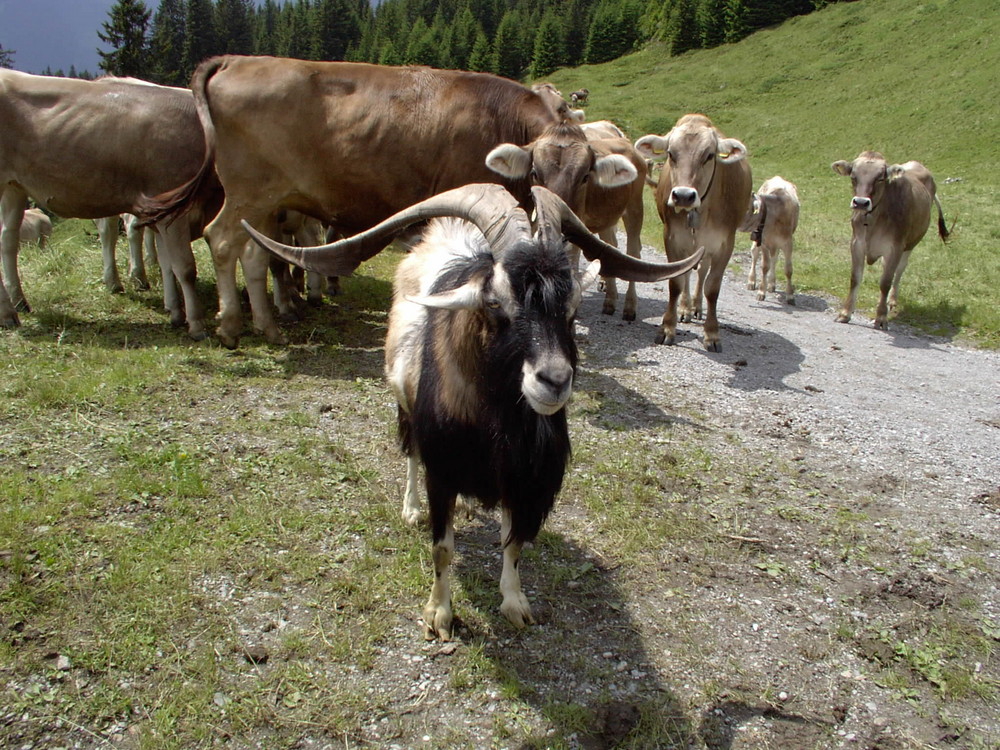 Ziegenbock auf der Alpe Zamang