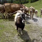 Ziegenbock auf der Alpe Zamang