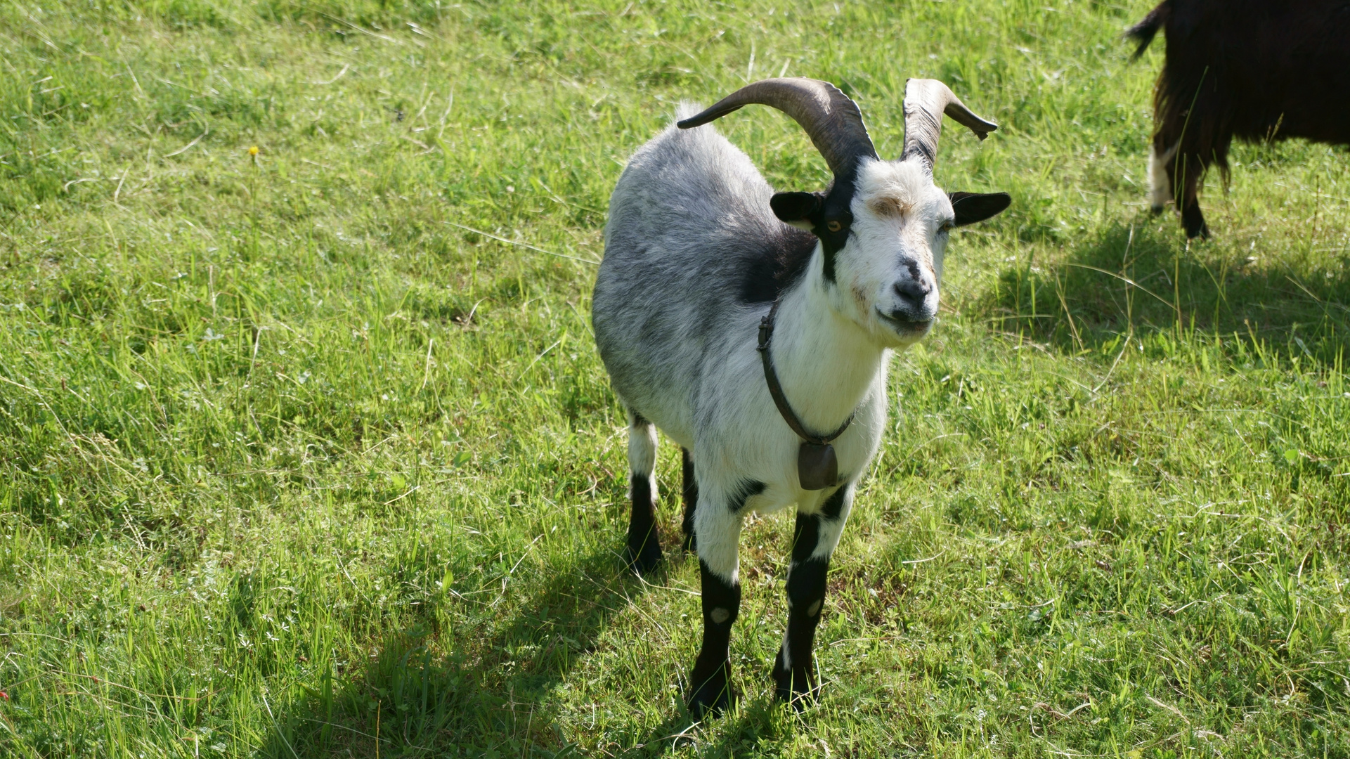 Ziegenbock auf Weide