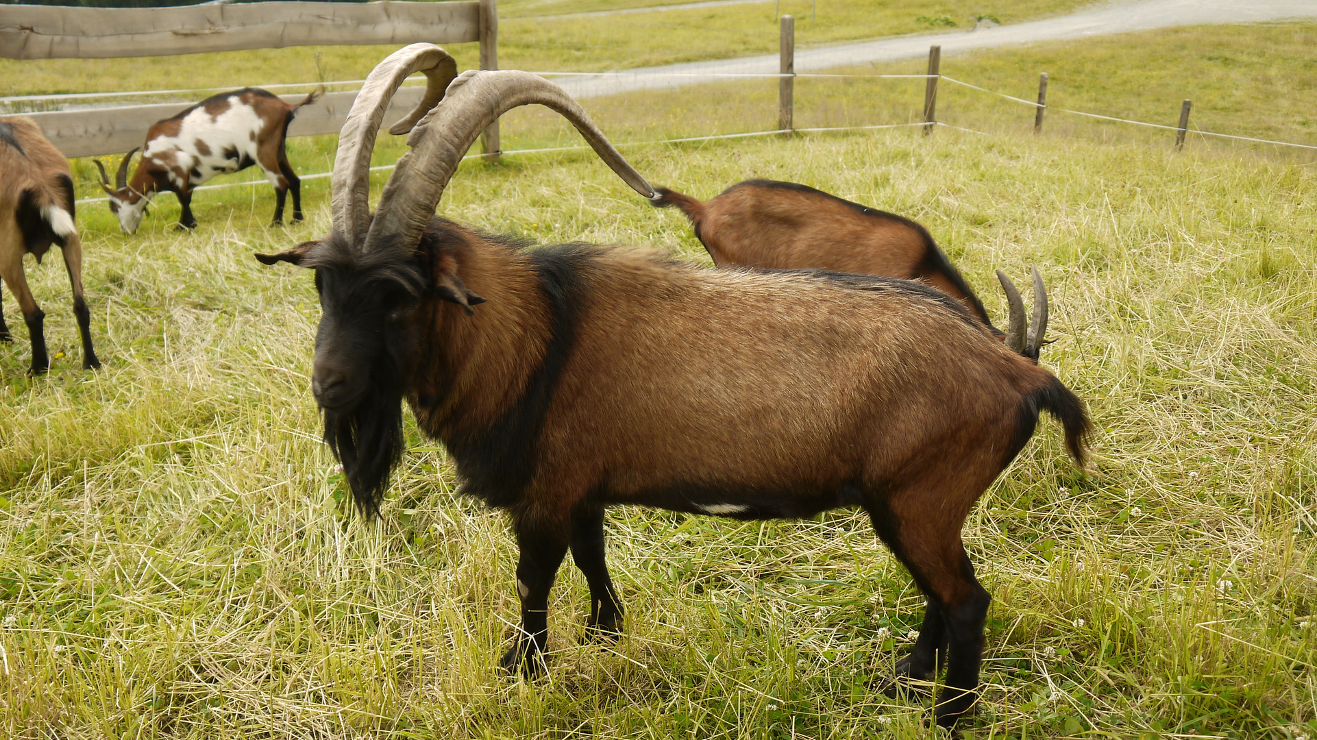 Ziegenbock Foto & Bild tiere, haustiere, 13.08.2020 Bilder auf