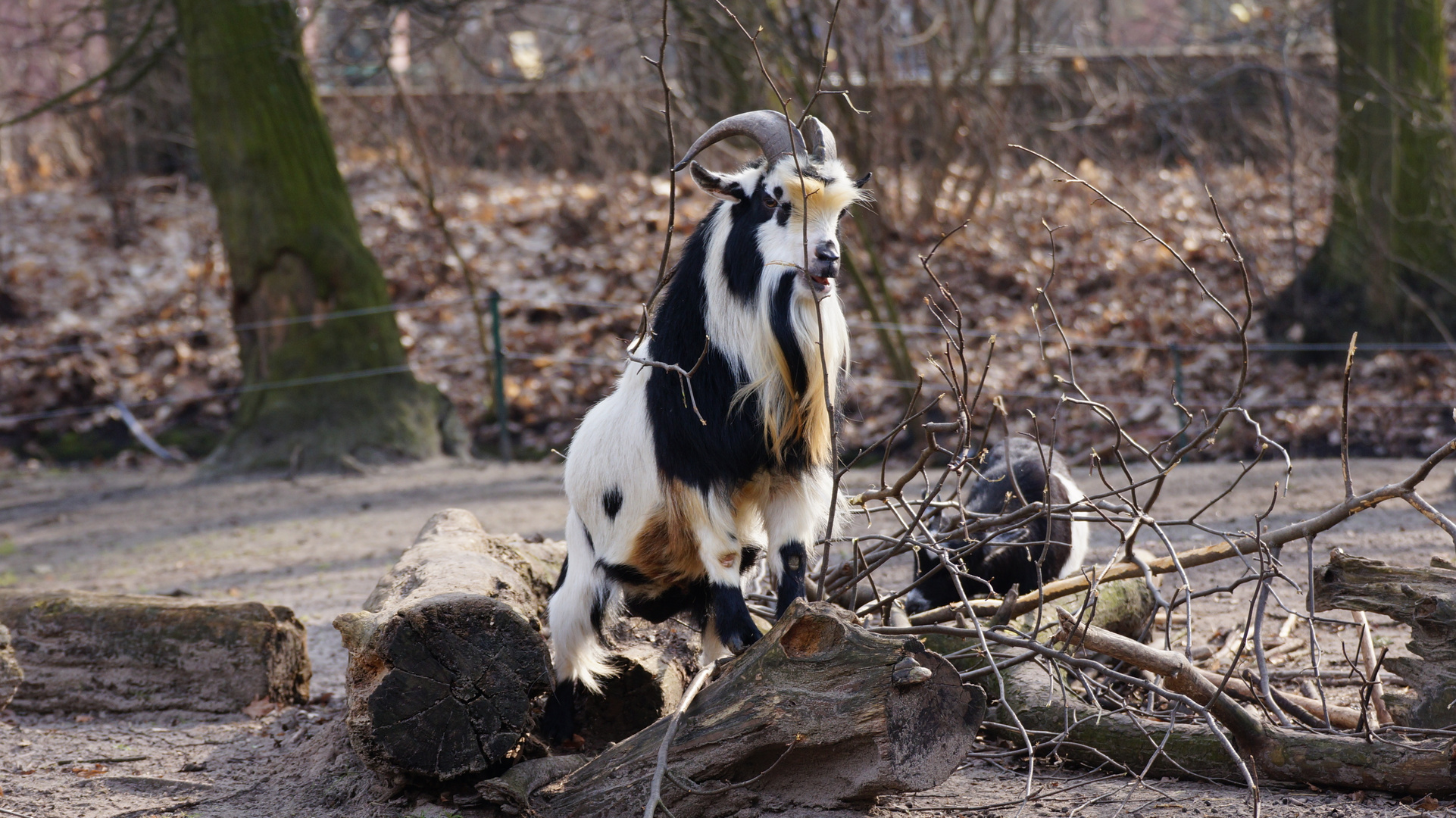 Ziegenbock