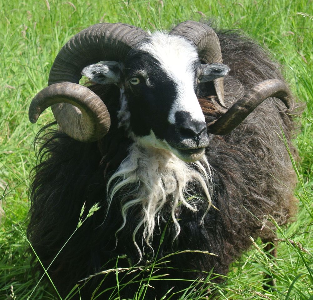 Ziegenbock Foto & Bild tiere, haustiere, nutztiere Bilder auf