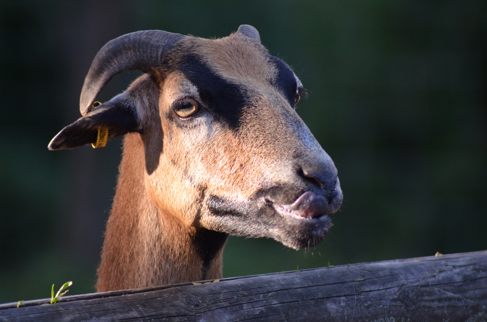 Ziegenbock