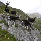 Ziegenbock - ich hab hier die große Glocke!