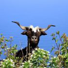 Ziegenbock im Norden der Insel