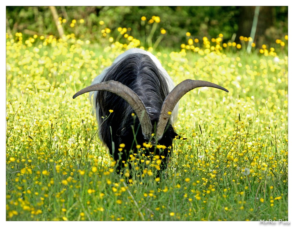 * Ziegenbock in der Blumenwiese *