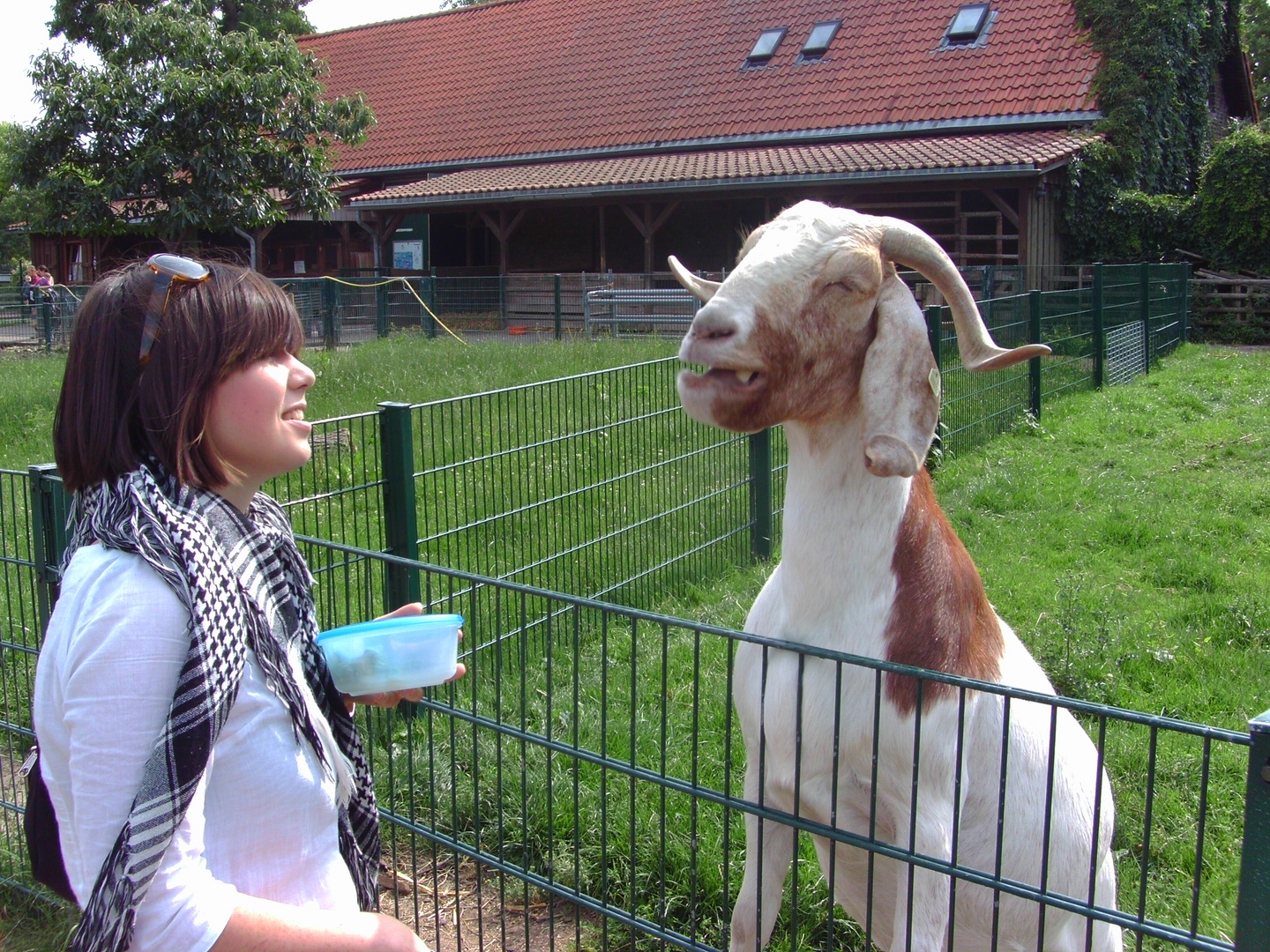 Ziegenbock-Schnappschuß