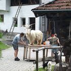 Ziegenbock wird schön gemacht