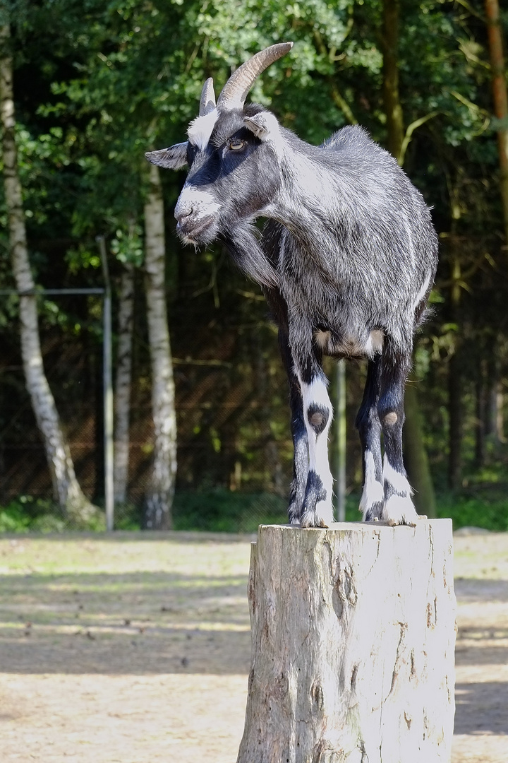 Ziegenbock_auf_Baumstamm