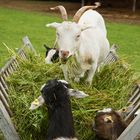 Ziegenbockchef als Alphatierchen bei der Fütterung