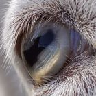 Ziegenbocks Auge