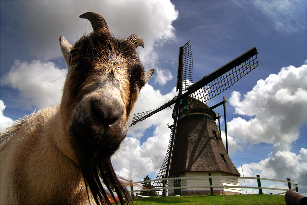 Ziegenbockwindmühle