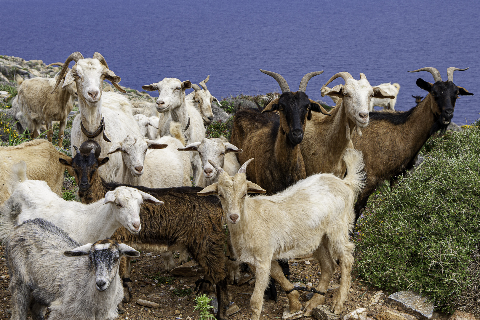 Ziegenfamilie am Meer