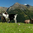 Ziegenfamilie Panorama