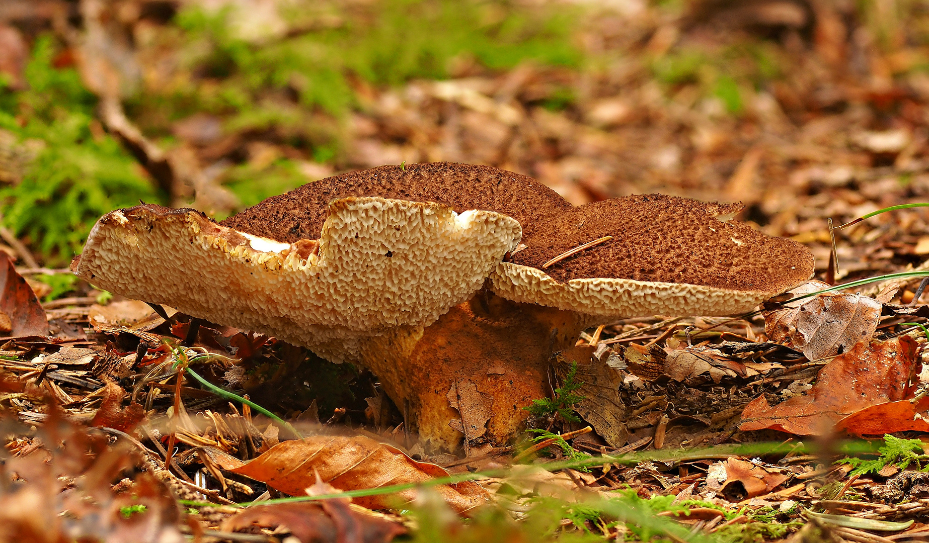 Ziegenfußporling