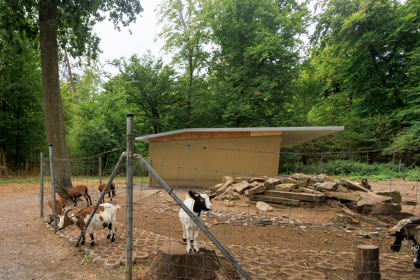  Ziegengehege im Vogelpark