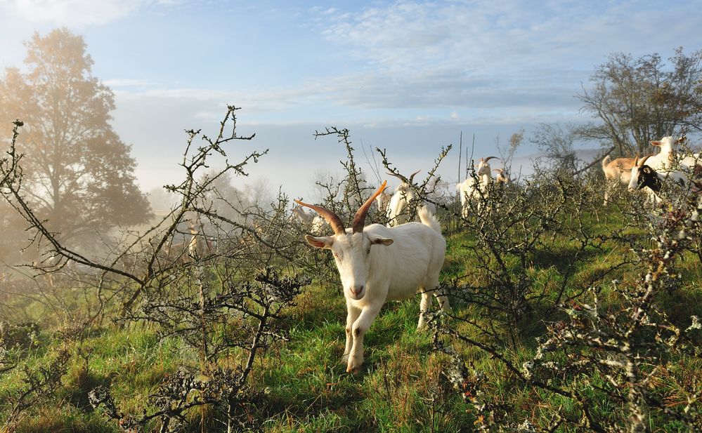 Ziegenherde an einem nebligen Herbsttag