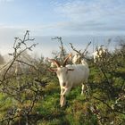 Ziegenherde an einem nebligen Herbsttag