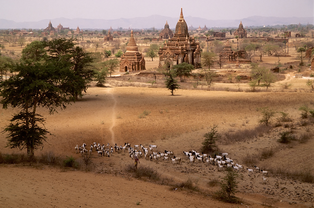 Ziegenherde, Bagan