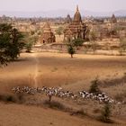 Ziegenherde, Bagan