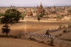Ziegenherde, Bagan