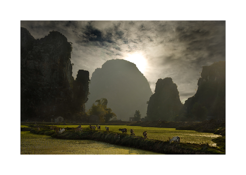 Ziegenherde bei Ninh Binh