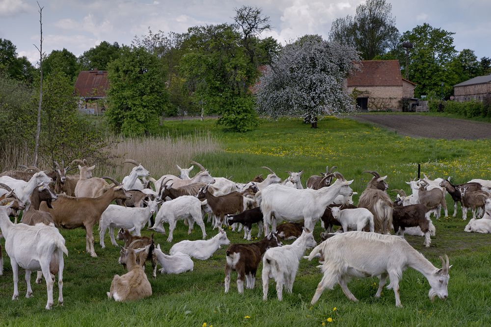 Ziegenhof Brodowin