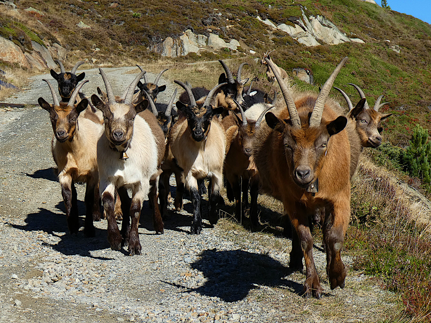 Ziegenhorde im Venter Tal