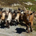 Ziegenhorde im Venter Tal