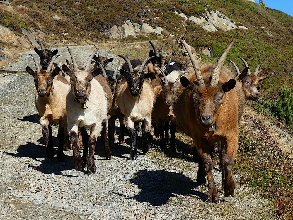 Ziegenhorde im Venter Tal