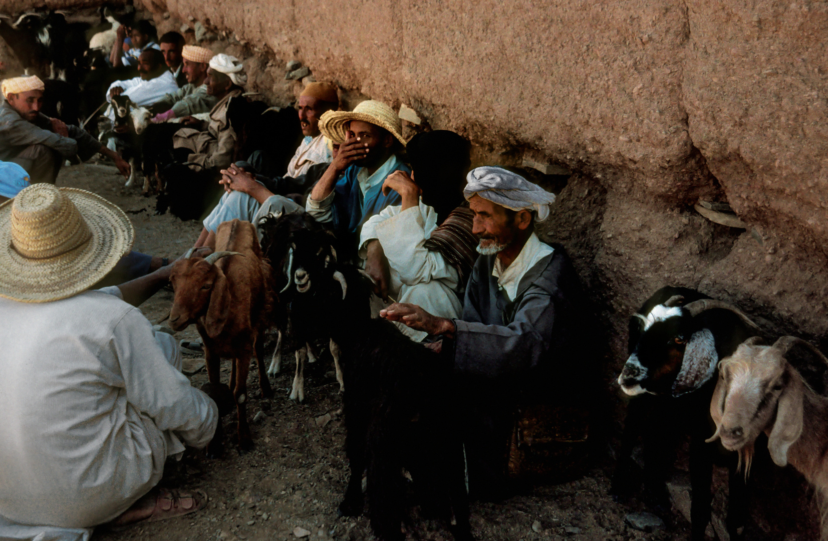 Ziegenmarkt in Zagora