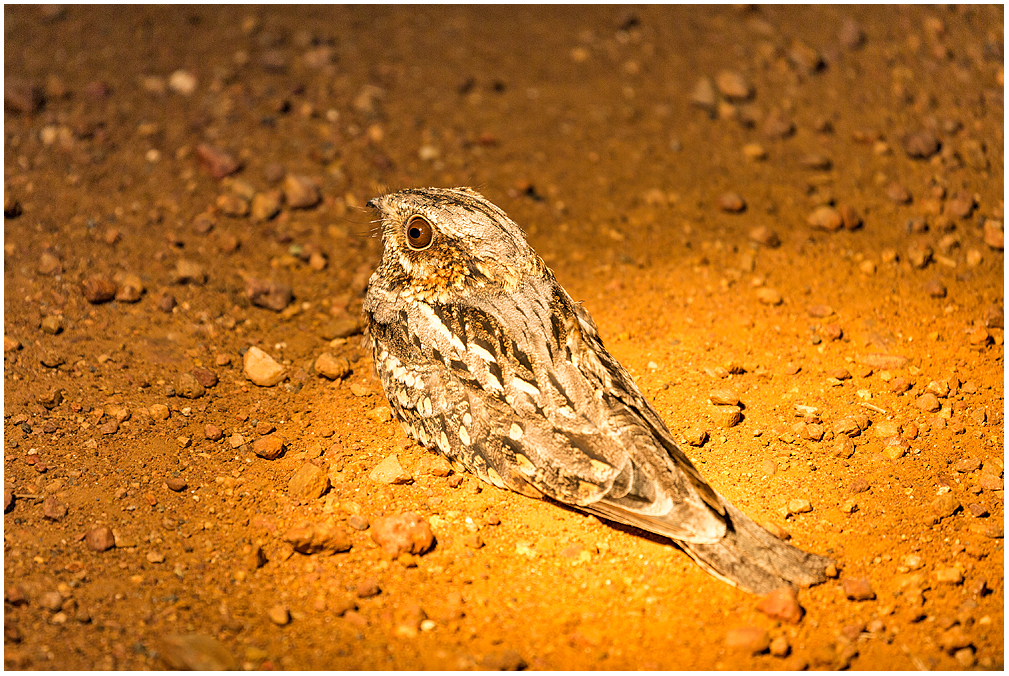 Ziegenmelker? Foto & Bild | sonstige tiere, natur, afrika ...