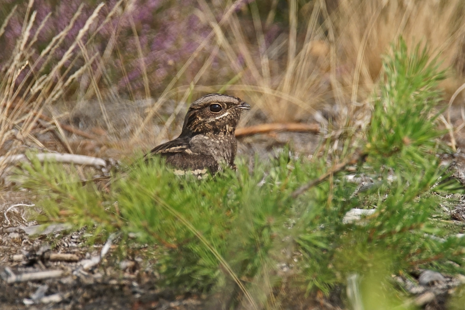 Ziegenmelker (Caprimulgus europaeus), Weibchen