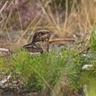 Ziegenmelker (Caprimulgus europaeus), Weibchen