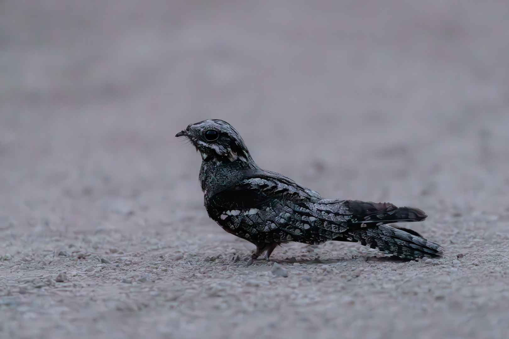 Ziegenmelker in der Morgendämmerung 