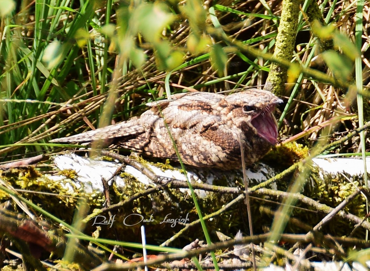 Ziegenmelker (Nachtschwalbe)