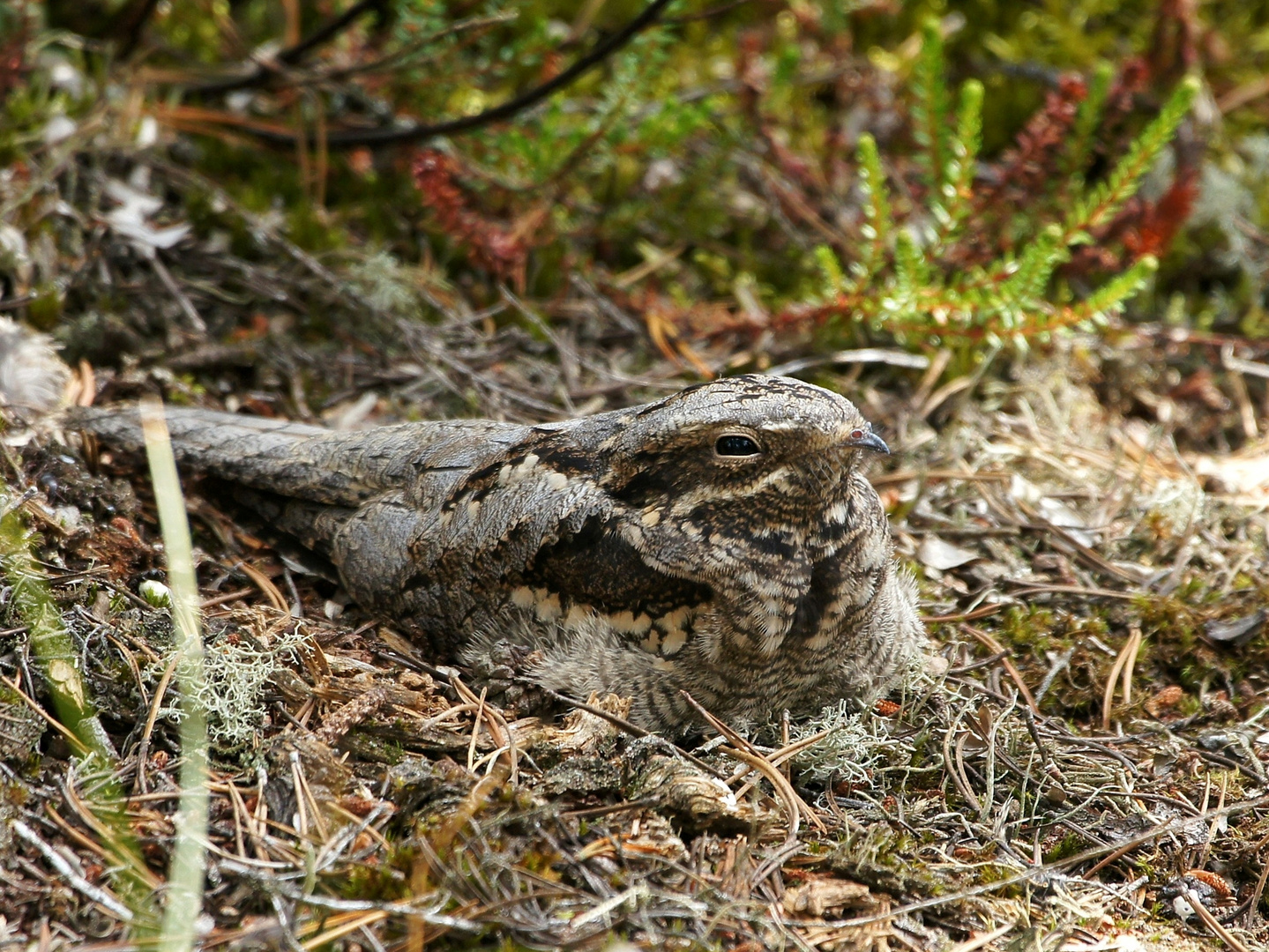 Ziegenmelker   ( Nachtschwalbe )