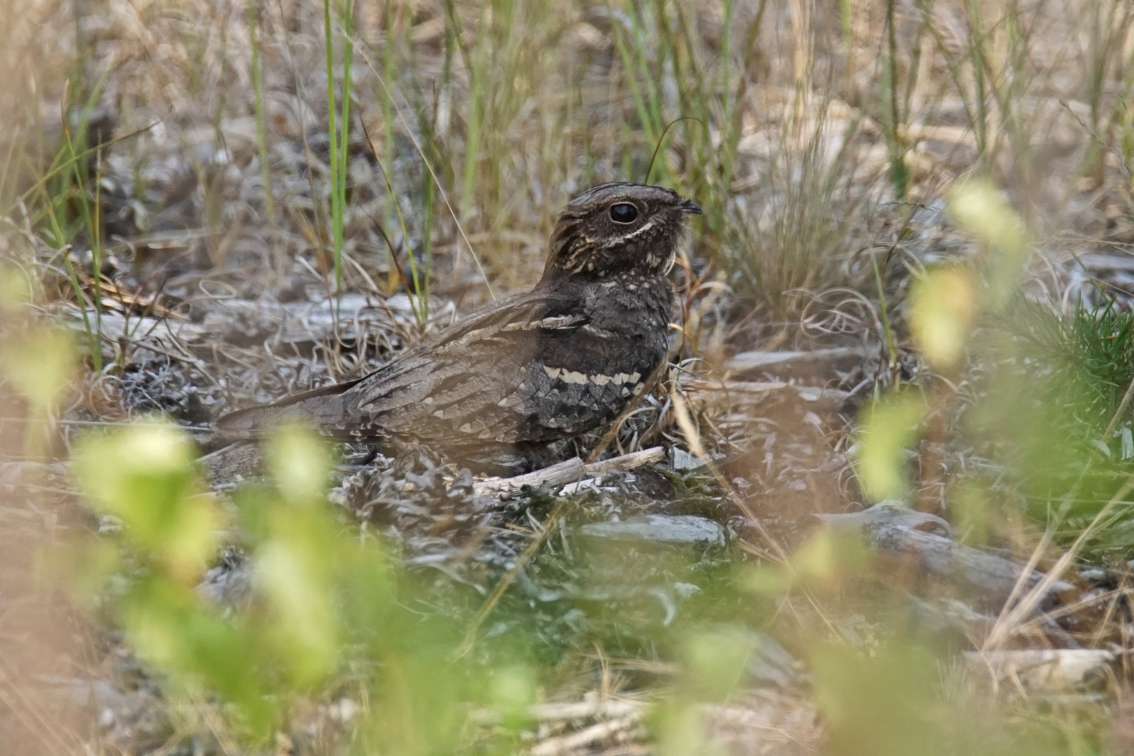 Ziegenmelker oder auch Nachtschwalbe (Caprimulgus europaeus)