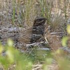 Ziegenmelker oder auch Nachtschwalbe (Caprimulgus europaeus)