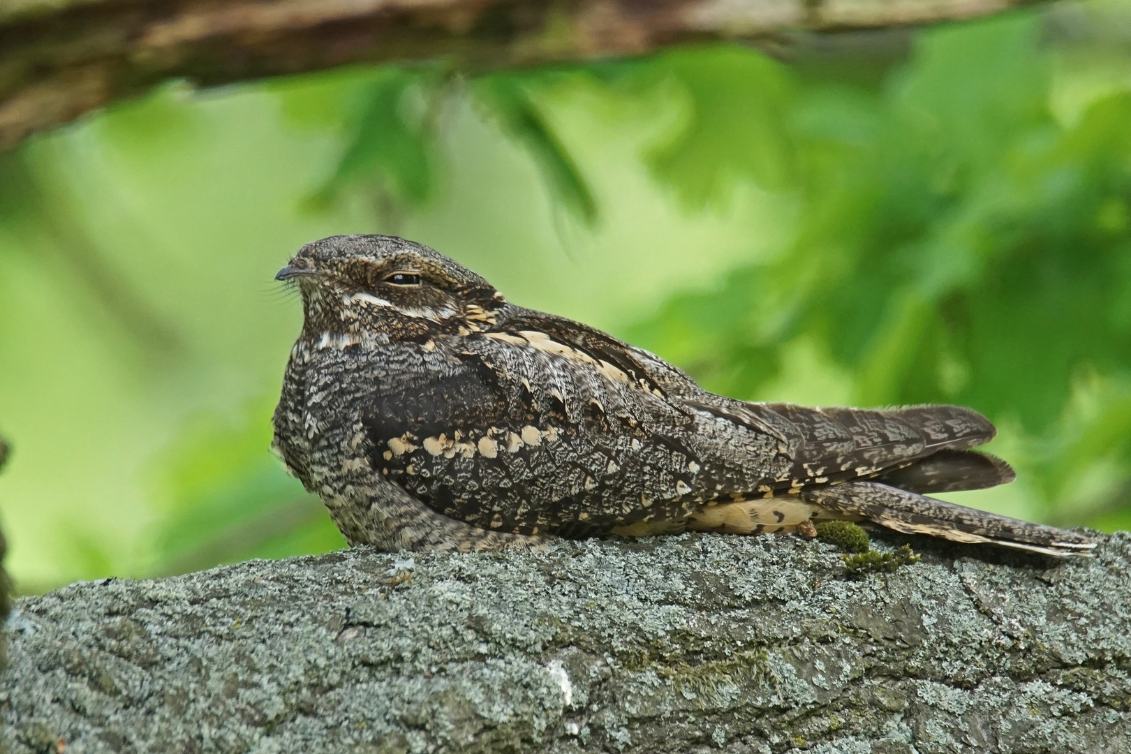 Ziegenmelker oder auch Nachtschwalbe (Caprimulgus europaeus)