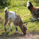 Ziegennachwuchs im ungewöhnlichen Größenvergleich