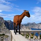 Ziegenshooting auf Formentor