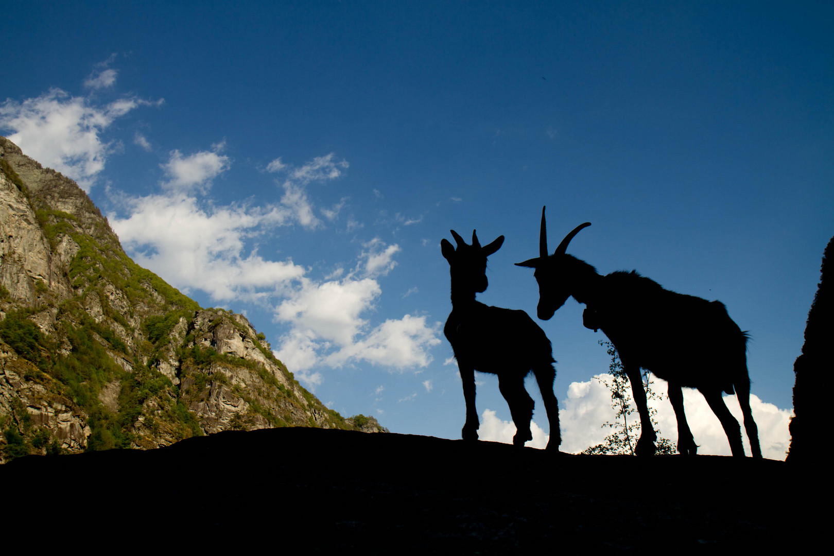 Ziegensilhouetten in den Alpen