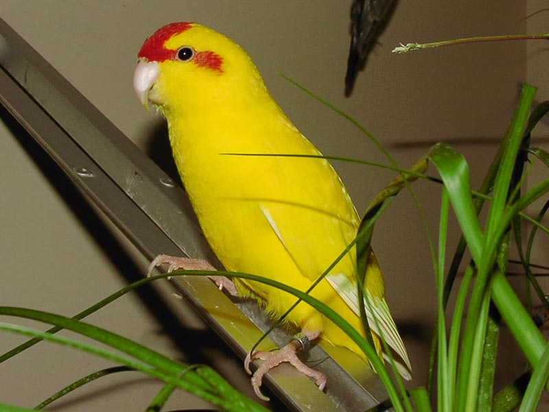 Ziegensittich Gelb Foto & Bild | tiere, haustiere, vögel Bilder auf ...