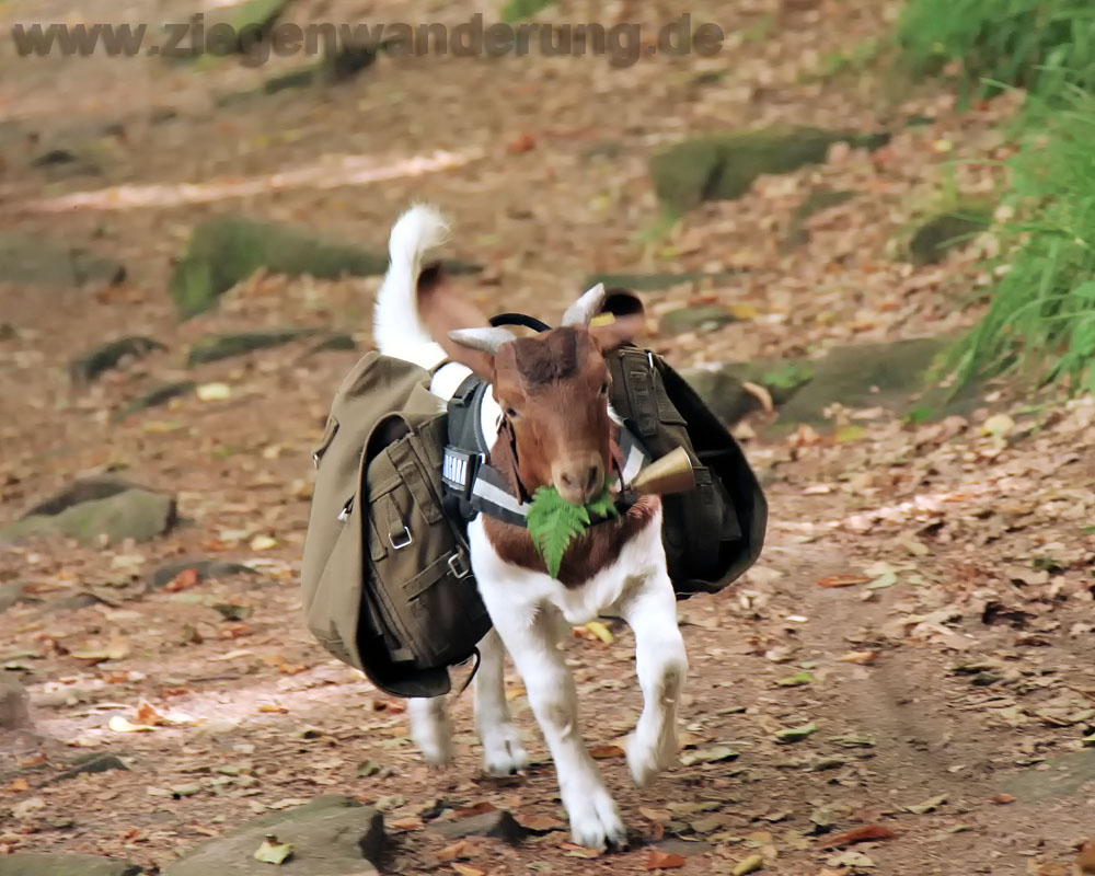 Ziegentrekking, Ziegenwanderung im Pfälzer Wald