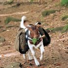 Ziegentrekking, Ziegenwanderung im Pfälzer Wald