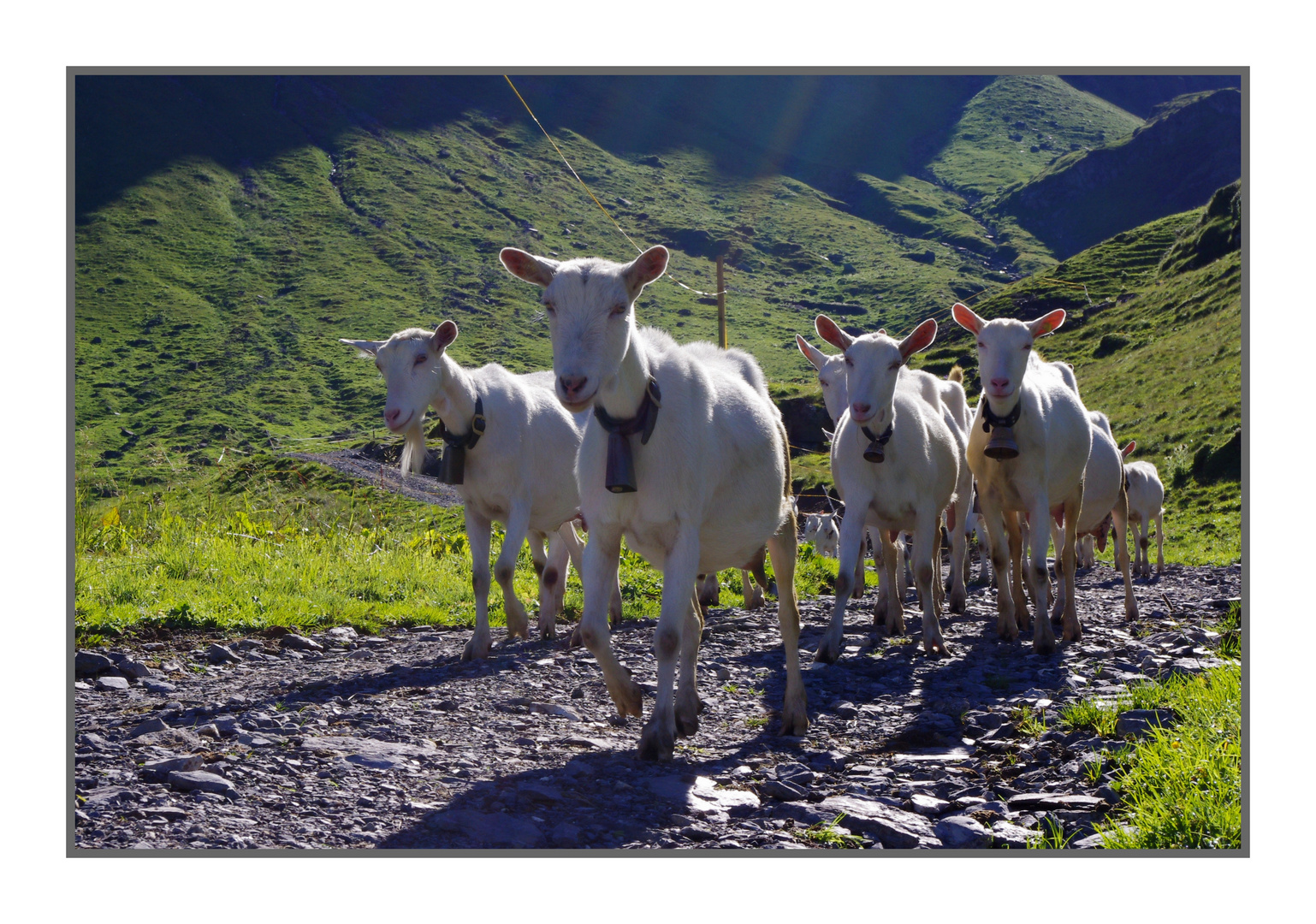 Ziegentruppe auf Spaziergang