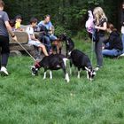 Ziegenwandern am Donnersberg 