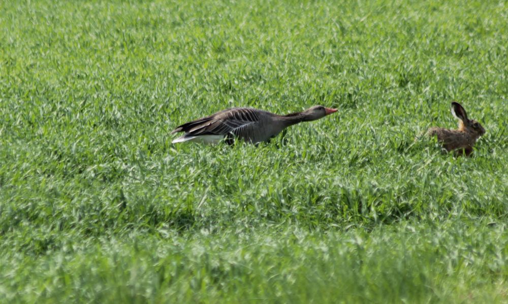 Zieh die Löffel ein und mach ´nen Abflug! - Aber dalli!